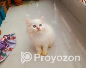 fitted-55_2025-11-08_17-54-28