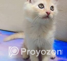 fitted-56_2025-11-25_10-37-39