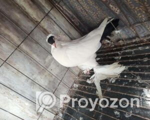 fitted-57_2025-11-04_18-16-24