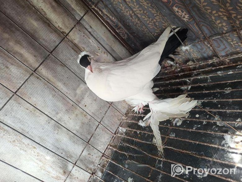 হেলমেট নর