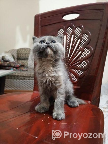 Persian Cat ( পারশিয়ান বিড়াল )