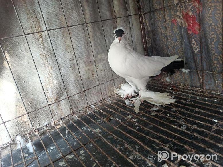 হেলমেট নর