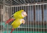 Dilute && Turquoise Blue Conure Running Breeding Pair