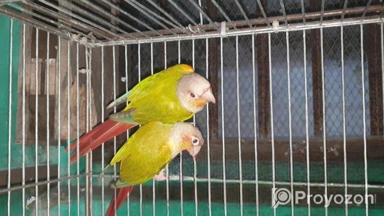 Dilute && Turquoise Blue Conure Running Breeding Pair