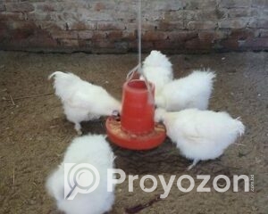 fitted-58_2025-11-16_18-04-02