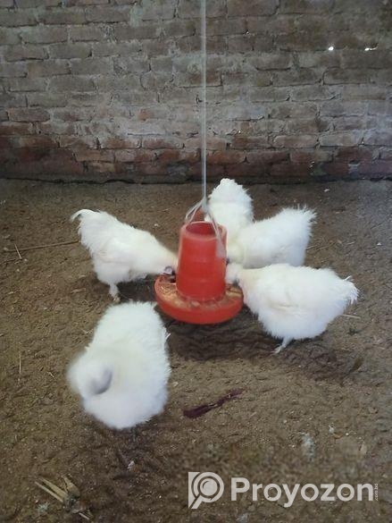 অরজিনাল ইউরোপের সিল্কি মুরগি বিজ ডিম