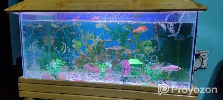 একুরিয়াম