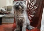 Persian Cat ( পারশিয়ান বিড়াল )