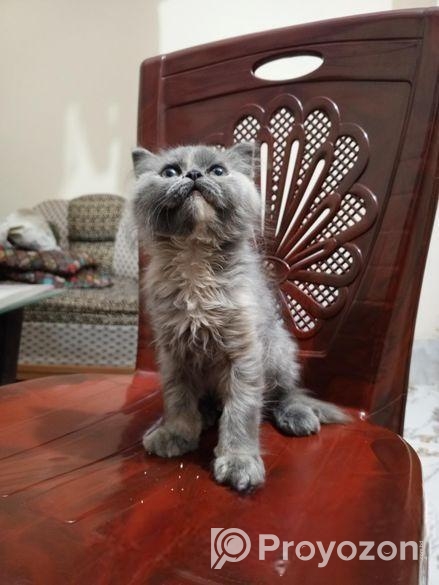 Persian Cat ( পারশিয়ান বিড়াল )