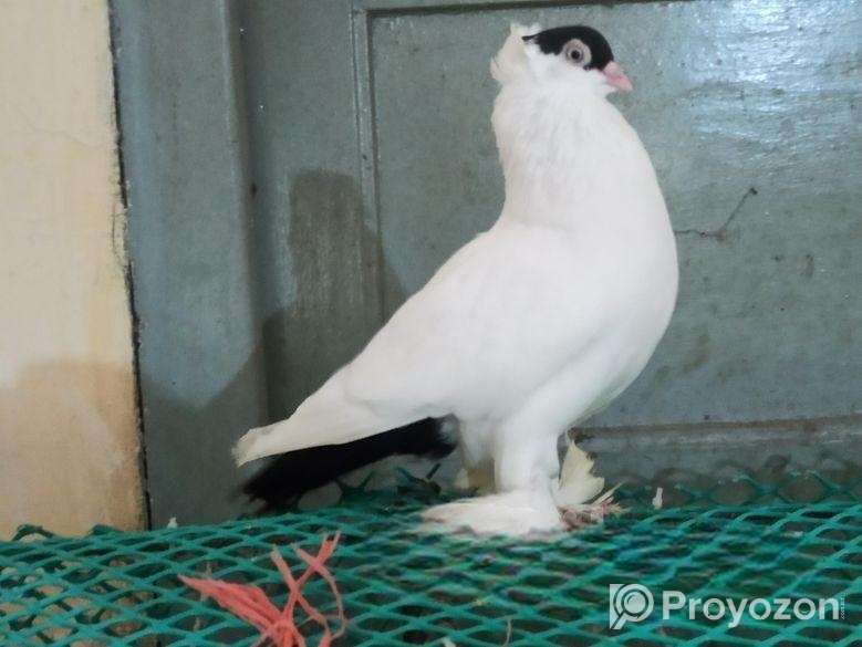 হেলমেট নর