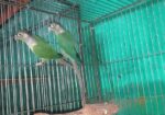 Dilute && Turquoise Blue Conure Running Breeding Pair