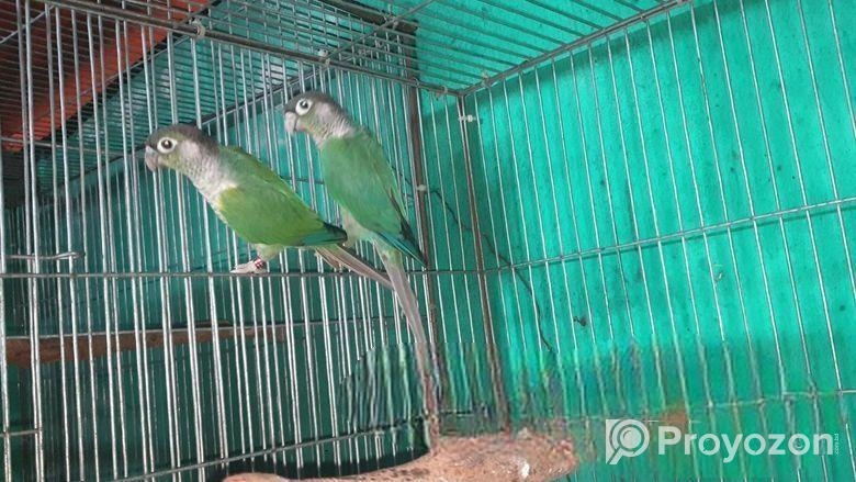 Dilute && Turquoise Blue Conure Running Breeding Pair