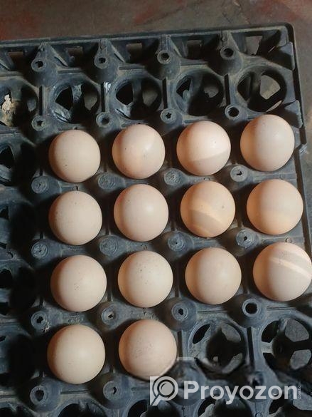 অরজিনাল ইউরোপের সিল্কি মুরগি বিজ ডিম