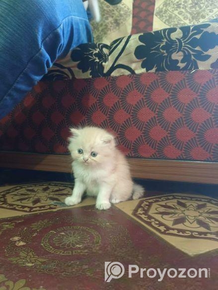 TVS APACHE RTR 150 . 2016