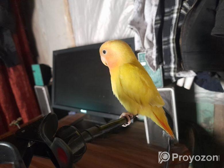 এক পিছ লাব বার্ড ফিমেল পাখি।