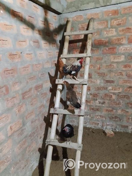 দেশি মুরগি