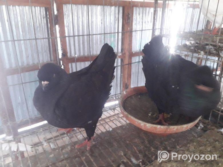 কালো সোকিং রানিং পেয়ার