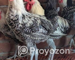 fitted-5_2025-11-04_09-38-54