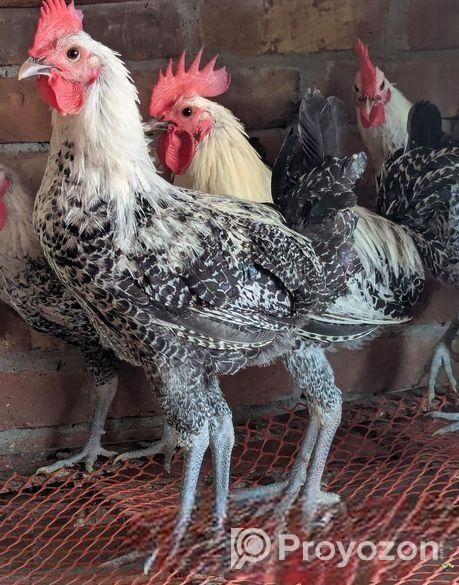 ফাউমি মোরগ