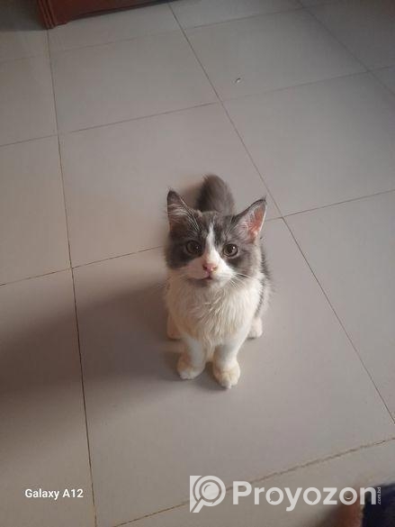 পোষা বিড়াল