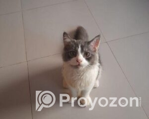 fitted-5_2025-11-06_09-09-32