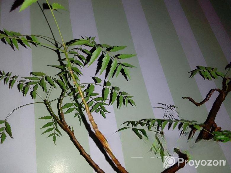 নিম গাছের বনসাই