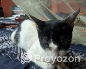 fitted-5_2025-11-09_21-20-48