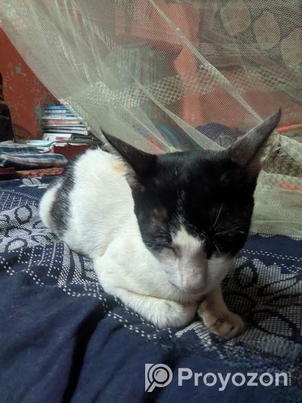 ২ বাচ্চা ও ১ টি মা