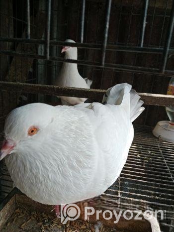 রেচার কবুতর বিক্রি