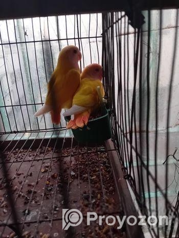 লাভবার্ড (হলুদ রং ; রেড আই) এক জোড়া পাখি বিক্রিয় হবে।