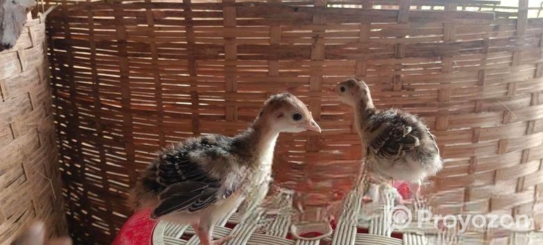 টার্কি বাচ্চা