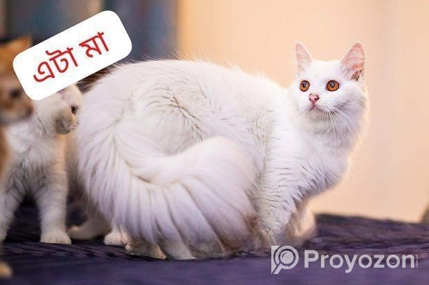 Persian Long Coat Brown Colour