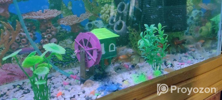 একুরিয়াম