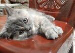 Persian Cat ( পারশিয়ান বিড়াল )