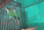 Dilute && Turquoise Blue Conure Running Breeding Pair