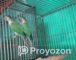 fitted-60_2025-11-09_10-39-43