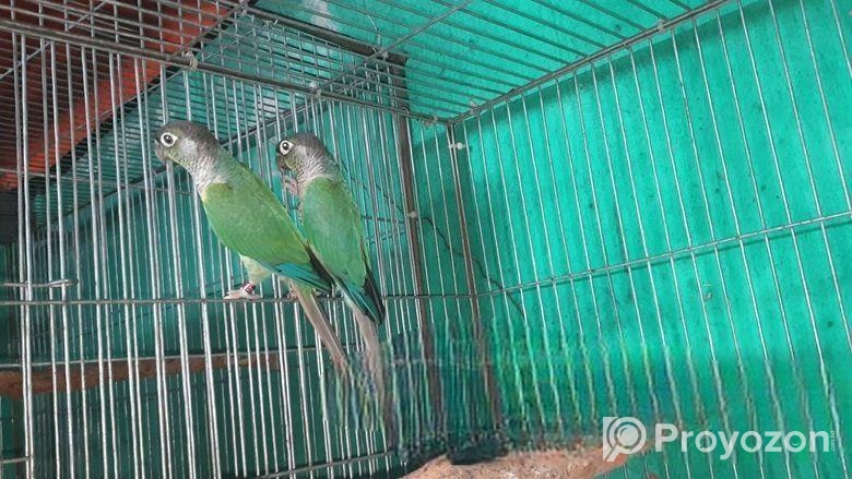 Dilute && Turquoise Blue Conure Running Breeding Pair