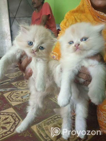 পার্সিয়ান বিড়ালের বাচ্চা