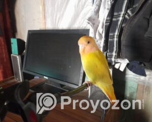 fitted-60_2025-11-29_10-36-23