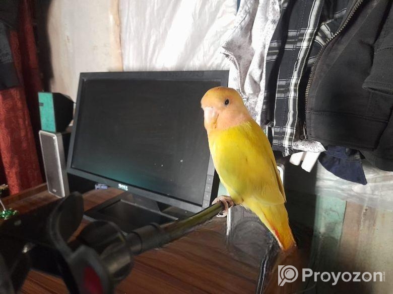 এক পিছ লাব বার্ড ফিমেল পাখি।