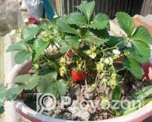 fitted-61_2025-11-16_18-22-24