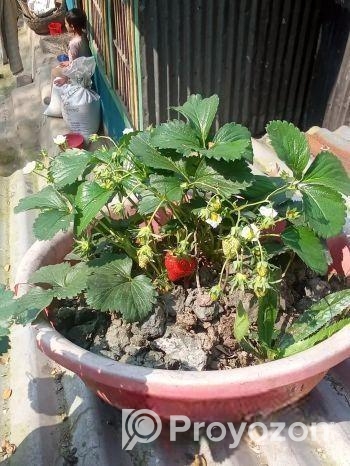 স্ট্রবেরি গাছে চারা, জাত রাবি 3