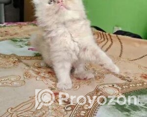 fitted-61_2025-11-22_10-45-29