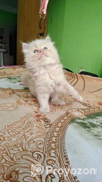 পার্সিয়ান বিড়ালের বাচ্চা