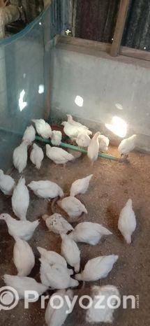 সাদা লেয়ার মুরগি বিক্রি করা হবে