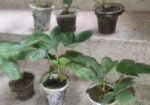 স্ট্রবেরি গাছে চারা, জাত রাবি 3