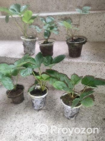 স্ট্রবেরি গাছে চারা, জাত রাবি 3