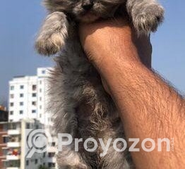 fitted-62_2025-11-25_10-53-15