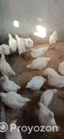 সাদা লেয়ার মুরগি বিক্রি করা হবে