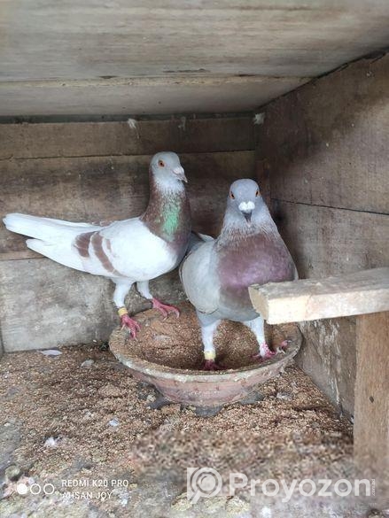 রানিং মিলি রেসার